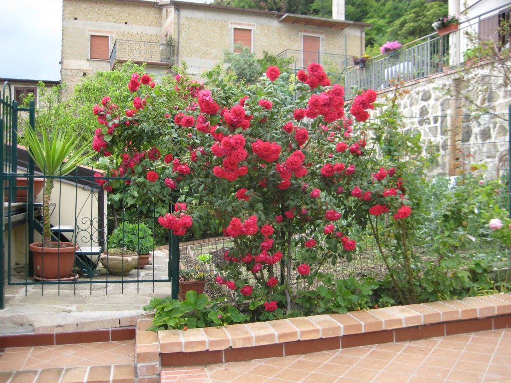 Il rigoglioso roseto rosso davanti casa di Simona D'Aiuto