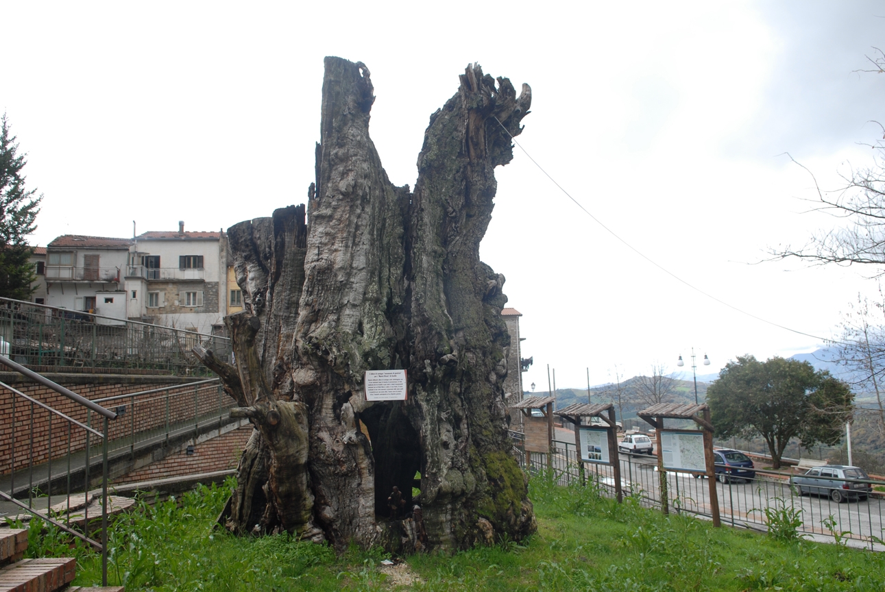 Castagno millenario presso l'Anfiteatro